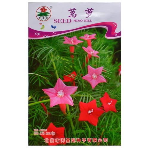 津沽园艺 茑萝种子 新娘花 红五角星花 花卉种子 攀援植物 庭院美化 5