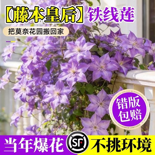 静黛轩铁线莲爬藤植物庭院耐寒耐热绿植盆栽乌托邦倒影阳台四季攀援花