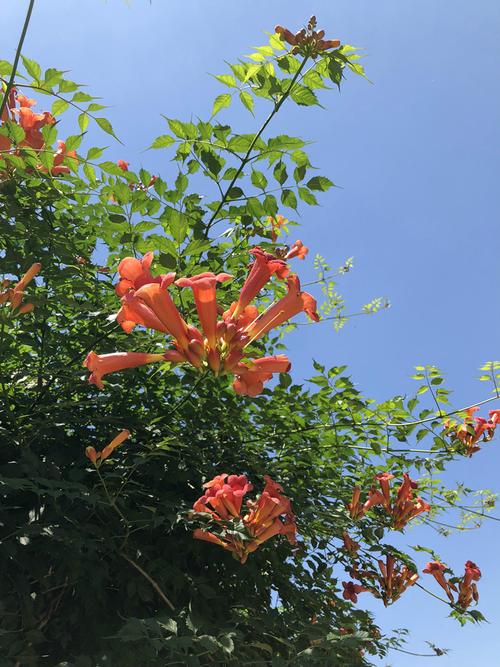 上海植物园